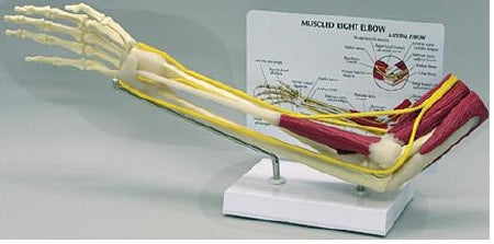 Anatomical Chart Company Muscled Right Elbow Joint Model - G185