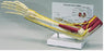 Anatomical Chart Company Muscled Right Elbow Joint Model - G185