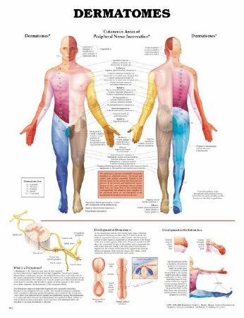 Anatomical Chart Company Anatomical Chart Dermatomes 20 X 26 Inch Heavy Paper Grommets Laminated - 9781587791116