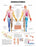 Anatomical Chart Company Anatomical Chart Dermatomes 20 X 26 Inch Heavy Paper Grommets Laminated - 9781587791116