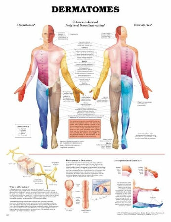 Anatomical Chart Company - Anatomical Chart Dermatomes 20 X 26 Inch Heavy Paper Grommets Laminated - 9781587791123