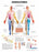Anatomical Chart Company - Anatomical Chart Dermatomes 20 X 26 Inch Heavy Paper Grommets Laminated - 9781587791123