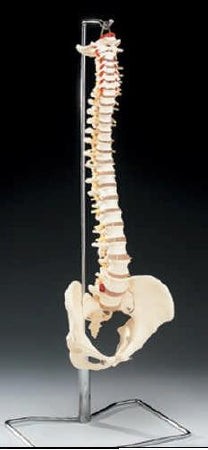 Anatomical Chart Company - Vertebral Column Model - CH59X