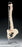 Anatomical Chart Company - Vertebral Column Model - CH59X
