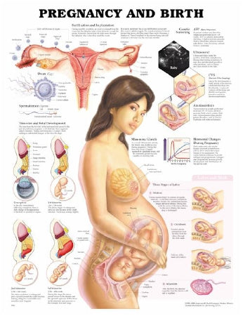 Anatomical Chart Company - Anatomical Chart Pregnancy and Birth 20 X 26 Inch Plastic Grommets Laminated - 9781587791840