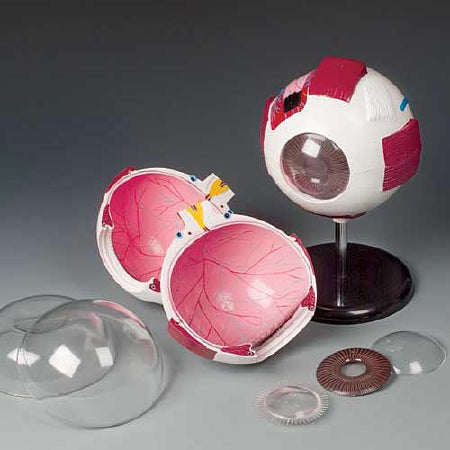 Anatomical Chart Company Whopper Eye Model - CH2