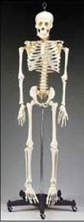 Budget Bart - Human Skeleton - CH95