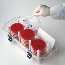 BD GasPak EZ - Anaerobe Sachet 20 Sachets GasPak EZ Gas Generating Systems - 260678