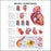 Anatomical Chart Company Anatomical Chart Heart Conditions 20 X 26 Inch Heavy Paper Laminated - 9781587798825
