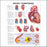 Anatomical Chart Company - Anatomical Chart Heart Conditions 20 X 26 Inch Heavy Paper Laminated - 9781587798832