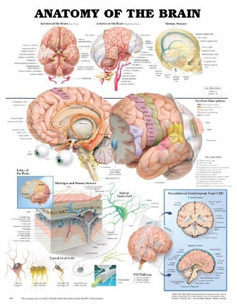 Anatomical Chart Company Anatomical Chart Anatomy of the Brain 20 X 26 Inch Heavy Paper Laminated - 9781587790898