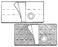 Nu-Hope Laboratories Nu-Form Hernia Belt 2X-Large 8 Inch - 6459-F