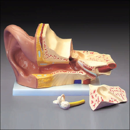 Anatomical Chart Company - Giant Ear Model - CH8