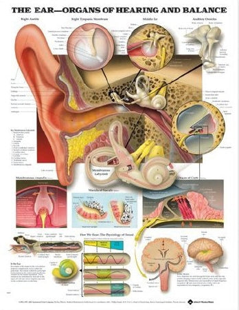 Anatomical Chart Company Anatomical Chart The Ear- Organs of Hearing and Balance 20 X 26 Inch Heavy Paper Unmounted Laminated - 9781587791215