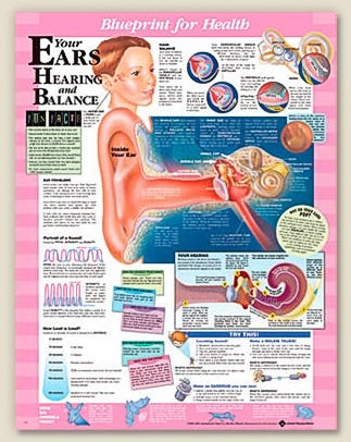 Anatomical Chart Company Anatomical Chart Blueprint for Health Your Ears 20 X 26 Inch Heavy Paper Grommets Laminated - 9781587797514