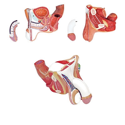 Nasco Male Genital Organs Model - LA00254