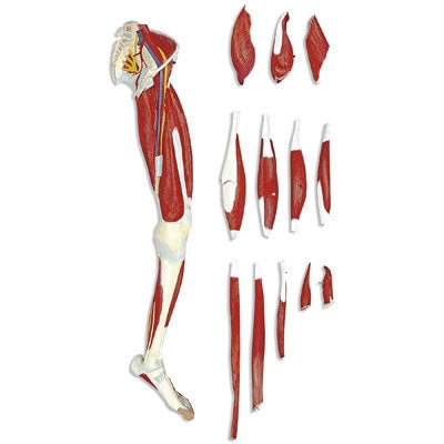 Nasco Healthcare - Leg Muscle Model - LA00131