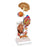 Nasco Hypertension Model Set - SB40233