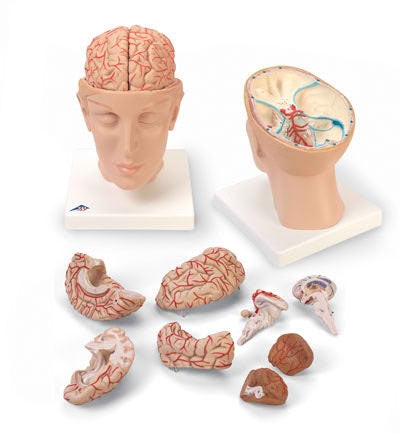 Nasco Head with Brain Model - SB41429