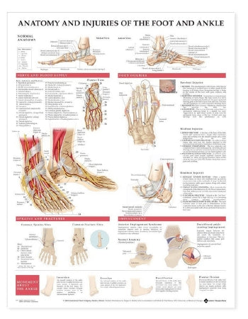 Anatomical Chart Company Anatomical Chart Foot And Ankle 20 X 26 Inch Paper Grommets Laminated - 9781587798375