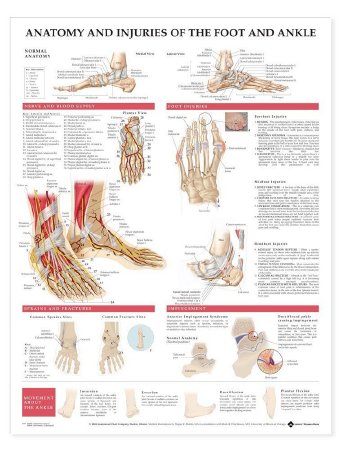 Anatomical Chart Company - Anatomical Chart Foot and Ankle 20 X 26 Inch Paper Grommets Laminated - 9781587798375