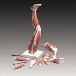 Anatomical Chart Company - Muscles of the Leg Model - M20
