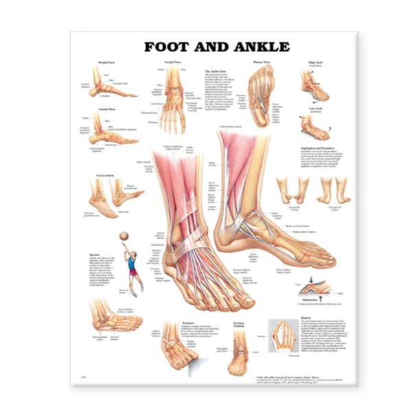 Wolters Kluwer Health Inc Chart Anatomical Foot And Ankle 20X26" Ea - 9781587796869