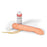Nasco Healthcare - Infant IV Arm Model - LG02017