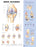 Anatomical Chart Company Anatomical Chart Knee Injuries 20 X 26 Inch Heavy Paper Laminated - 9781587797576
