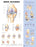 Anatomical Chart Company - Anatomical Chart Knee Injuries 20 X 26 Inch Heavy Paper Laminated - 9781587797576
