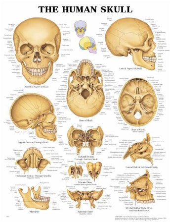 Anatomical Chart Company Anatomical Chart Human Skull 20 X 26 Inch Heavy Paper Grommets Laminated - 9781587791673