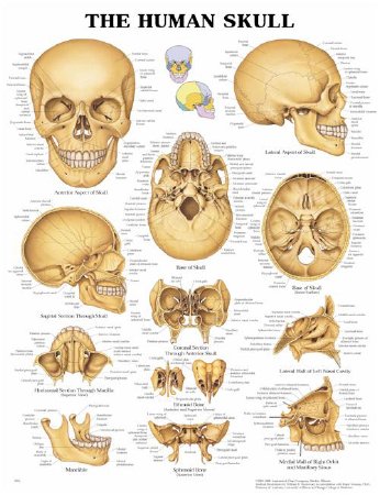 Anatomical Chart Company - Anatomical Chart Human Skull 20 X 26 Inch Heavy Paper Grommets Laminated - 9781587791673