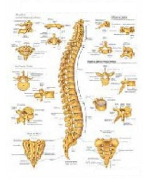 Anatomical Chart Company Anatomical Chart Vertebral Column 20 X 26 Inch Heavy Paper Laminated - 9781587792106