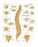 Anatomical Chart Company Anatomical Chart Vertebral Column 20 X 26 Inch Heavy Paper Laminated - 9781587792106