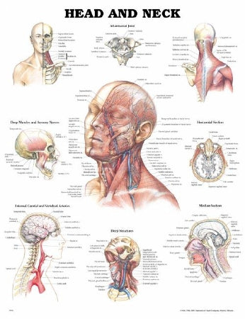Anatomical Chart Company Anatomical Chart Head and Neck 20 X 26 Inch Heavy Paper Grommets Laminated - 9781587791475
