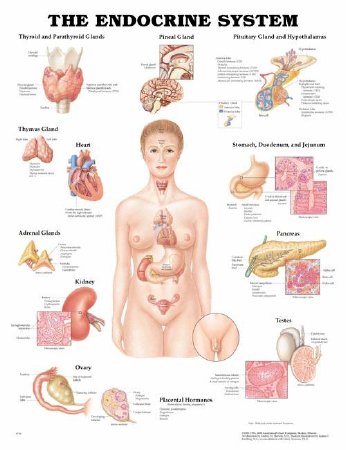 Anatomical Chart Company - Anatomical Chart Endocrine System 20 X 26 Inch Heavy Paper Laminated - 9781587790157