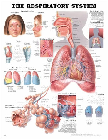 Anatomical Chart Company - Anatomical Chart Respiratory System 20 X 26 Inch Heavy Paper Laminated - 9781587790539