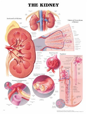 Anatomical Chart Company Anatomical Chart Kidney 20 X 26 Inch Heavy Paper Grommets Laminated - 9781587791710