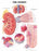 Anatomical Chart Company Anatomical Chart Kidney 20 X 26 Inch Heavy Paper Grommets Laminated - 9781587791710