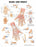 Anatomical Chart Company - Anatomical Chart Hand and Wrist 20 X 26 Inch Heavy Paper Grommets Laminated - 9781587791420