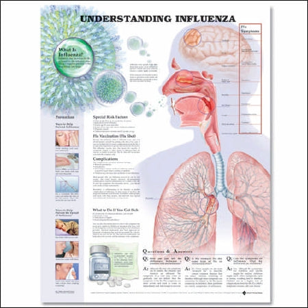 Anatomical Chart Company Anatomical Chart Understanding Influenza 20 X 26 Inch Heavy Paper Laminated - 9781587798863