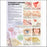 Anatomical Chart Company Anatomical Chart Understanding Allergies 2nd Edition 20 X 26 Inch Heavy Paper Laminated - 9781587799419