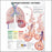 Anatomical Chart Company Chart Understanding Asthma 20 X 26 Inch Paper Laminated - 9781587799389