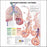 Anatomical Chart Company - Chart Understanding Asthma 20 X 26 Inch Paper Laminated - 9781587799389