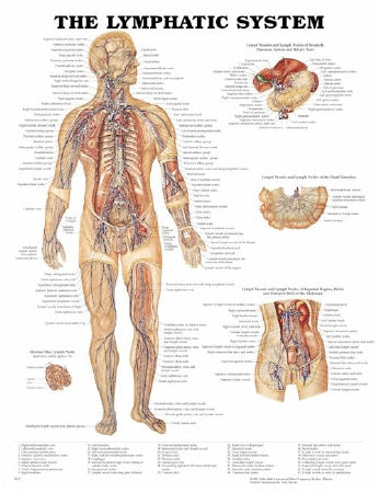 Anatomical Chart Company - Anatomical Chart Lymphatic System 20 X 26 Inch Heavy Paper Laminated - 9781587790256