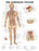 Anatomical Chart Company - Anatomical Chart Lymphatic System 20 X 26 Inch Heavy Paper Laminated - 9781587790256