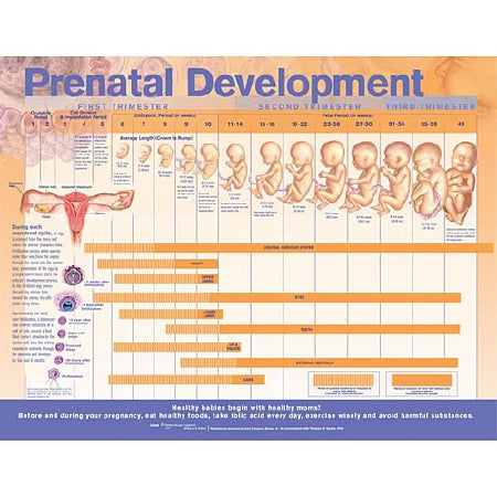 Anatomical Chart Company Anatomical Chart Prenatal Development 20 X 26 Inch Paper Grommets Laminated - 9780781782265