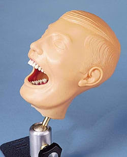 Nasco Dental Manikin - SB23464