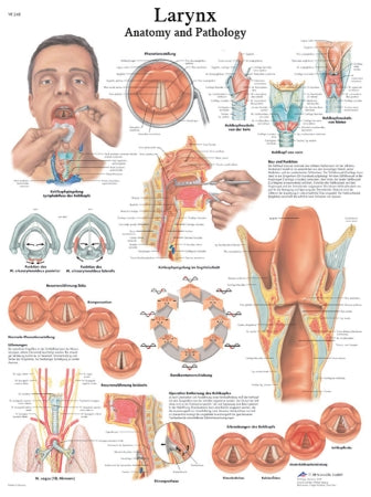 Fabrication Enterprises 3B Scientific Anatomical Chart Larnyx 20 X 26 Inch Laminated - 12-4612L