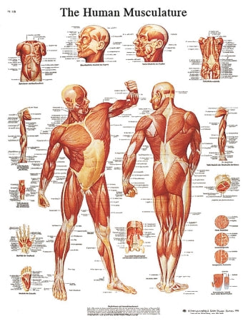 Fabrication Enterprises STICKYchart Anatomical Chart Human Musculature 20 X 25 Inch Vinyl Adhesive Backing Laminated - 12-4614L